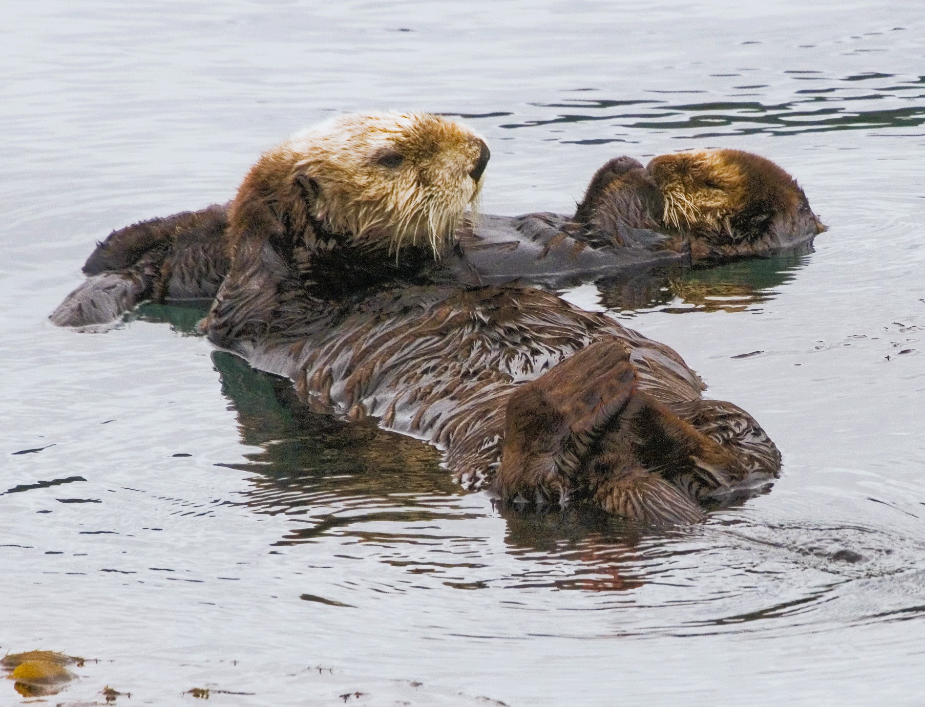 Sea Otter and Pup